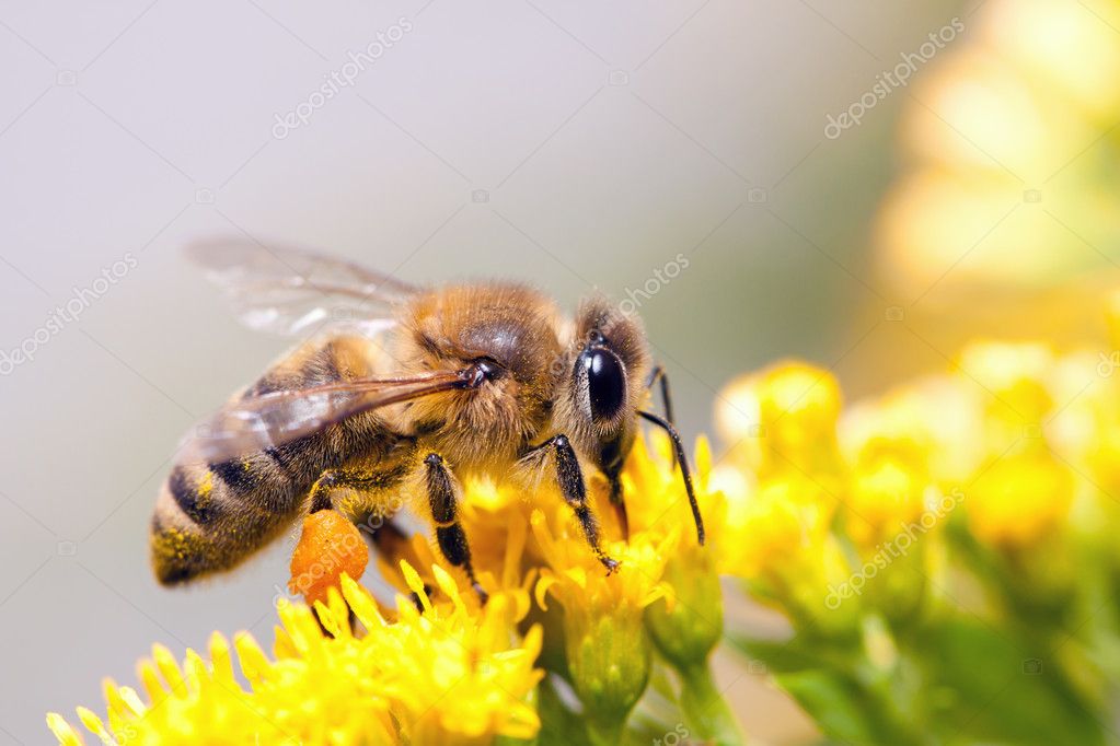 Проблему отруєння бджіл вирішують централізовано